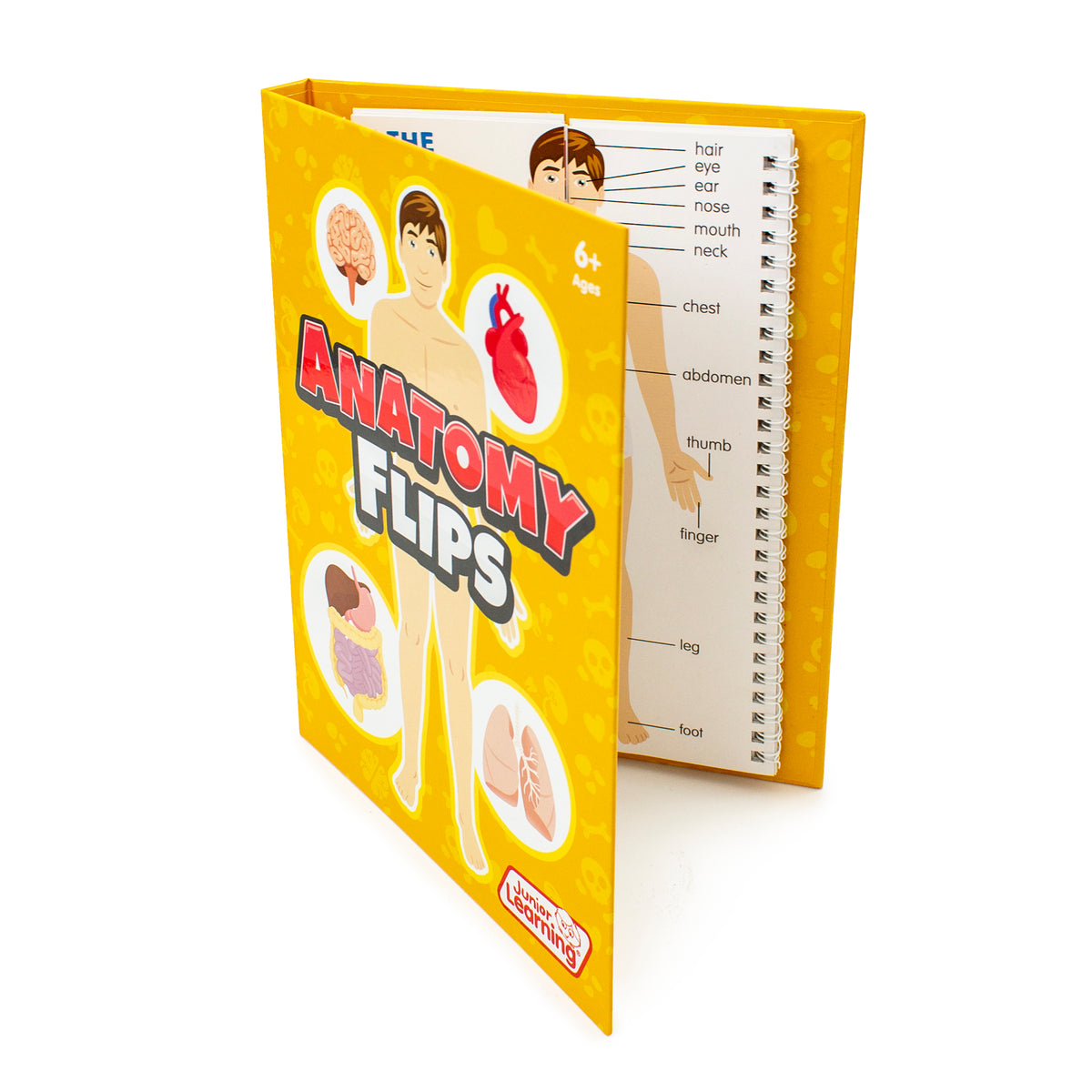 Junior Learning JL647 Anatomy Flips standing
